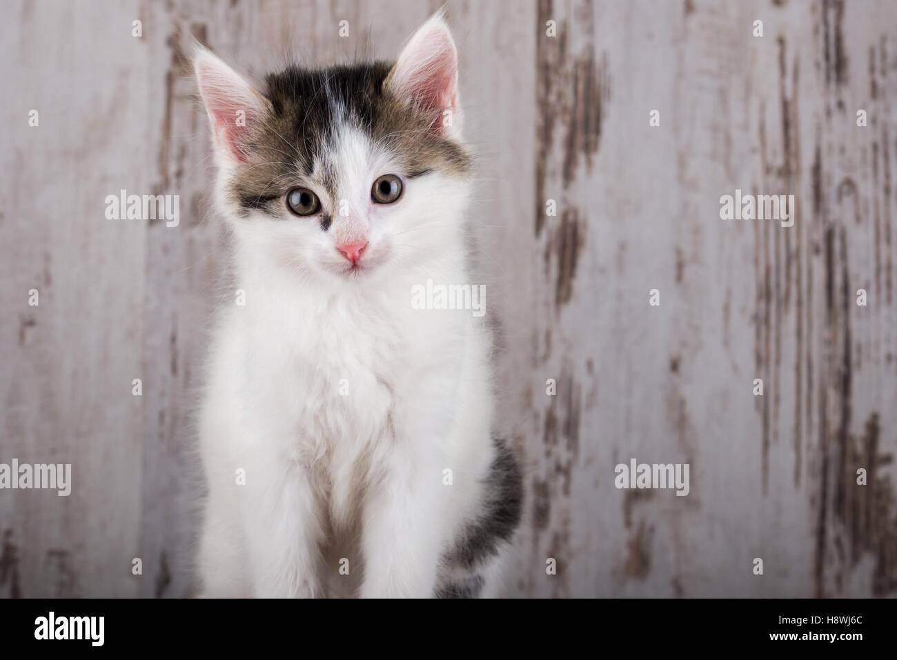 6 Wochen Alte Katze