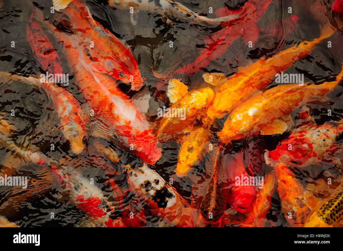 Ein Teich voller großen bunten asiatischen Karpfen oder Koi in einem Garten in der Zhaojialou Stadt in Shanghai China. Stockfoto