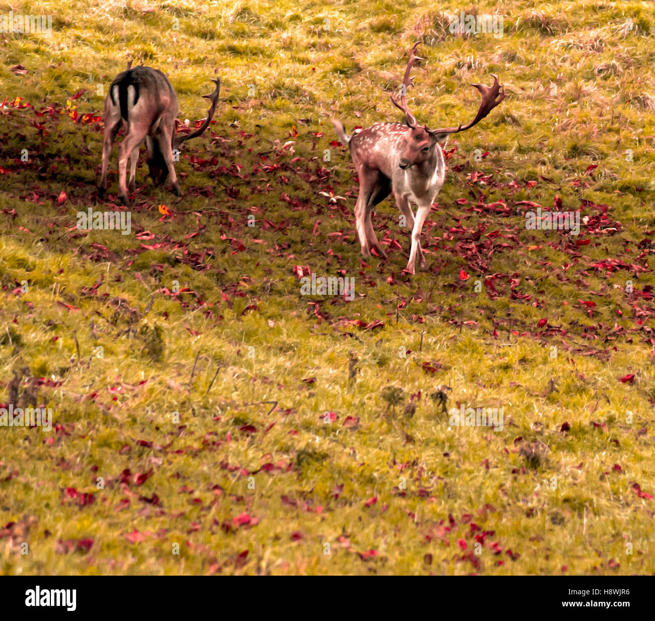 Hirsche im park Stockfoto