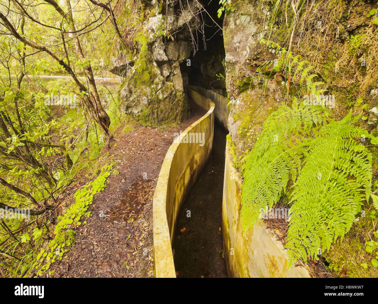 Portugal, Madeira, Blick auf die Levada da Serra tun Faial auf dem Teil von Ribeiro Frio, Portela. Stockfoto