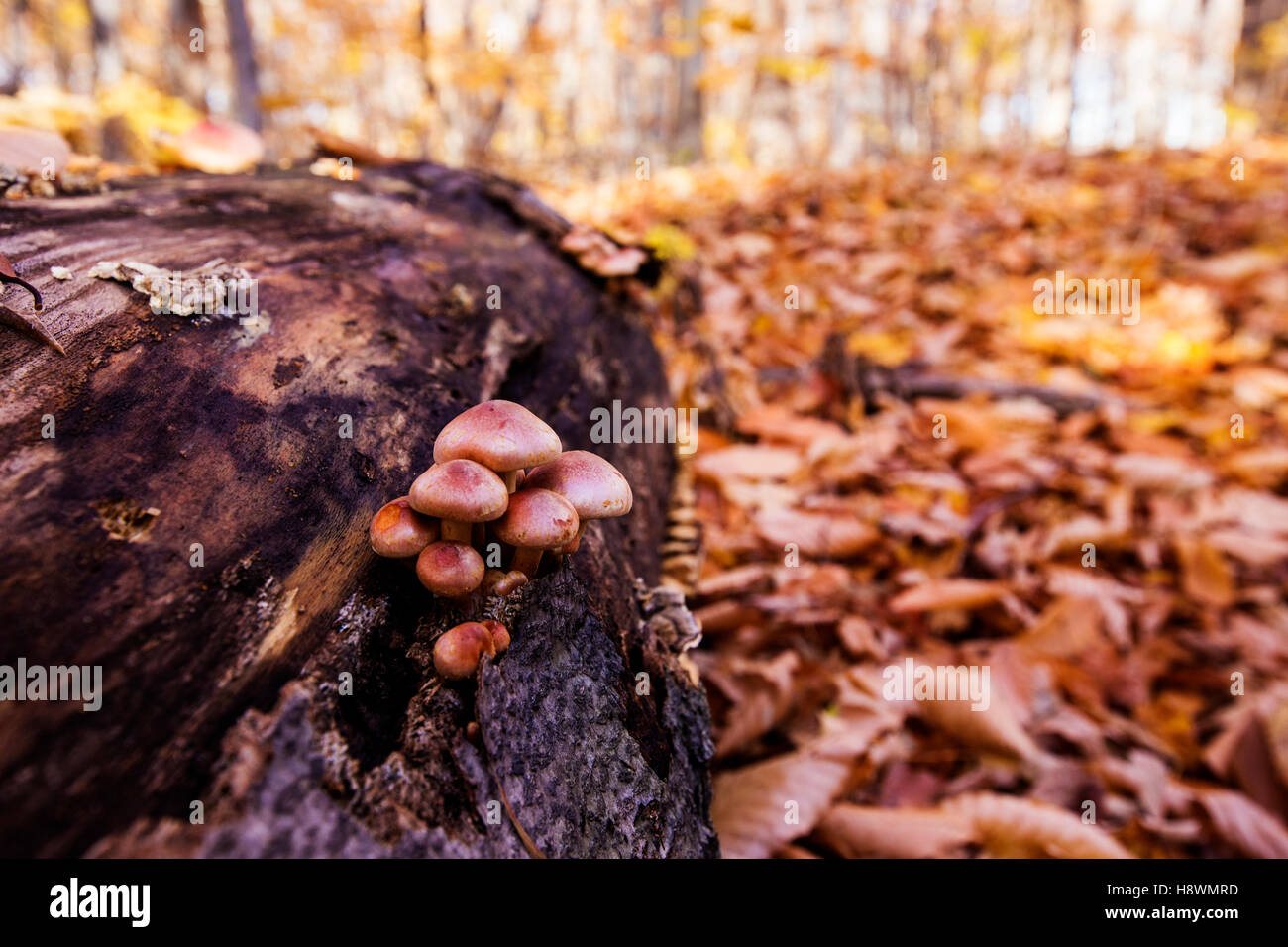Wilde Pilzzucht im grünen Moose im späten Herbst Stockfoto
