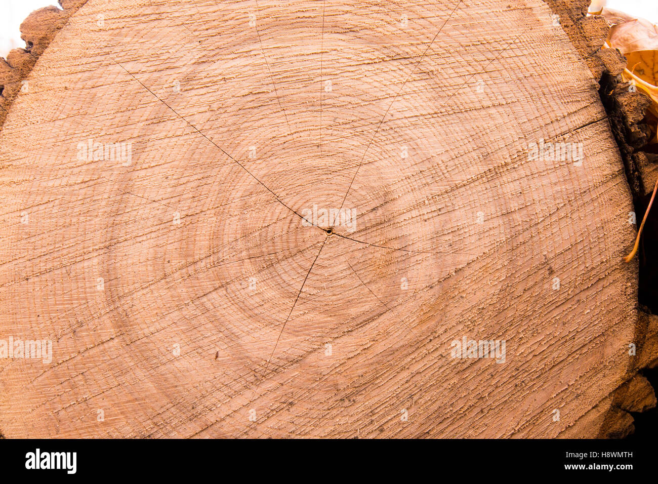 Holz Alter Ringe Textur Stockfoto