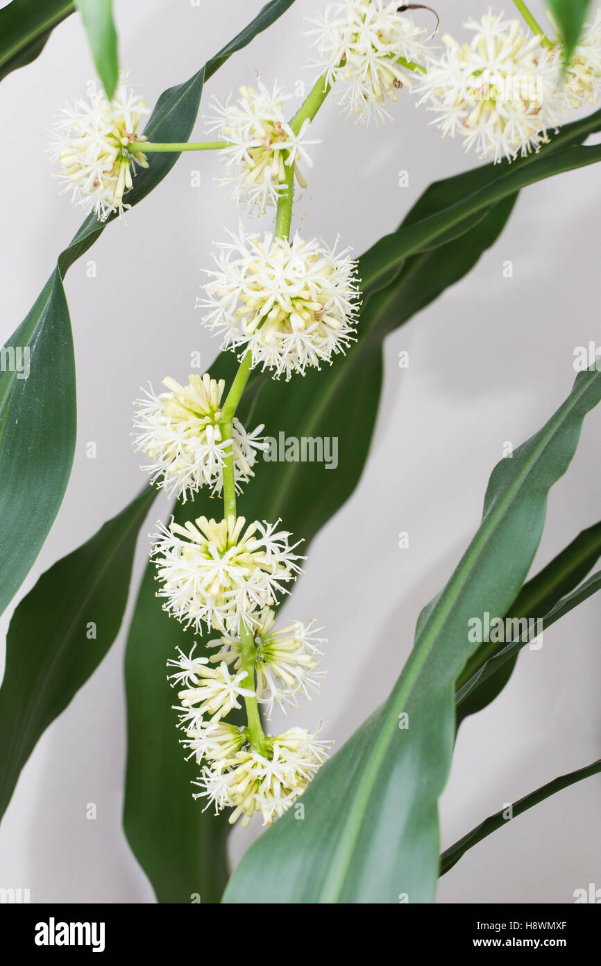 Dracaena fragrans -Fotos und -Bildmaterial in hoher Auflsung  Alamy