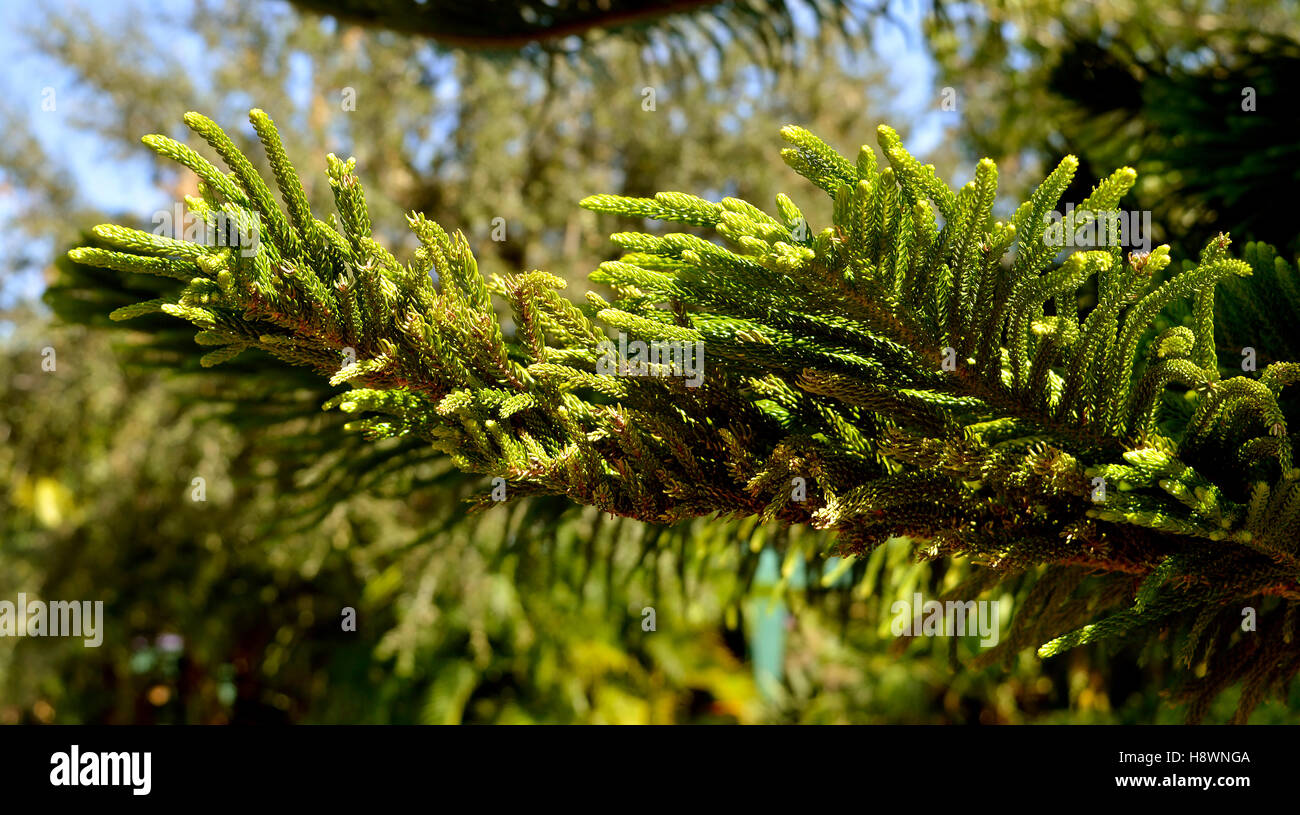 Norfolk Insel Kiefer lateinischen Namen Araucaria Heterophylla hautnah aus Ästen und Laub Stockfoto
