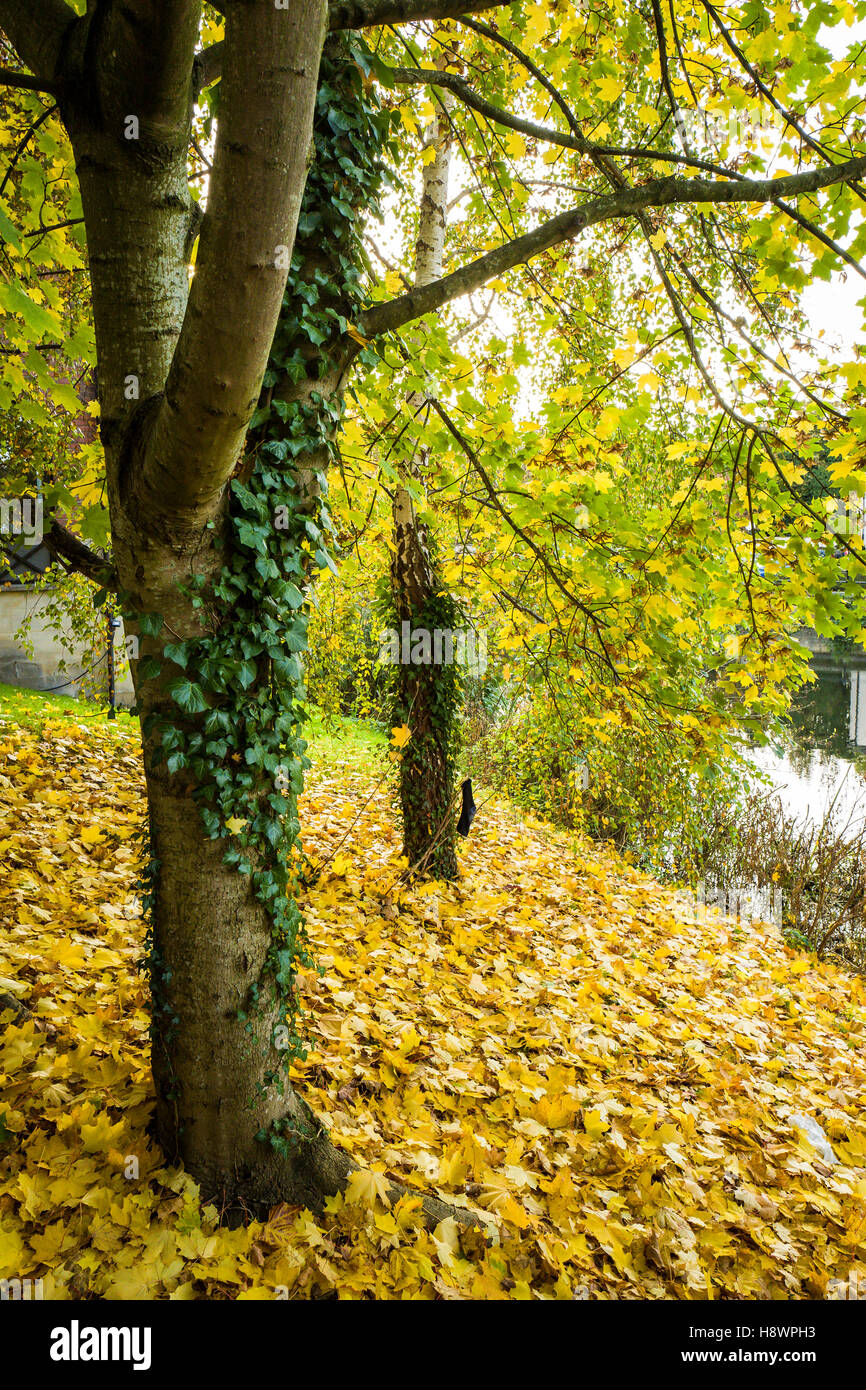 Goldgelbe Blätter aus London Platanen neben Fluß Avon in Chippenham UK Stockfoto