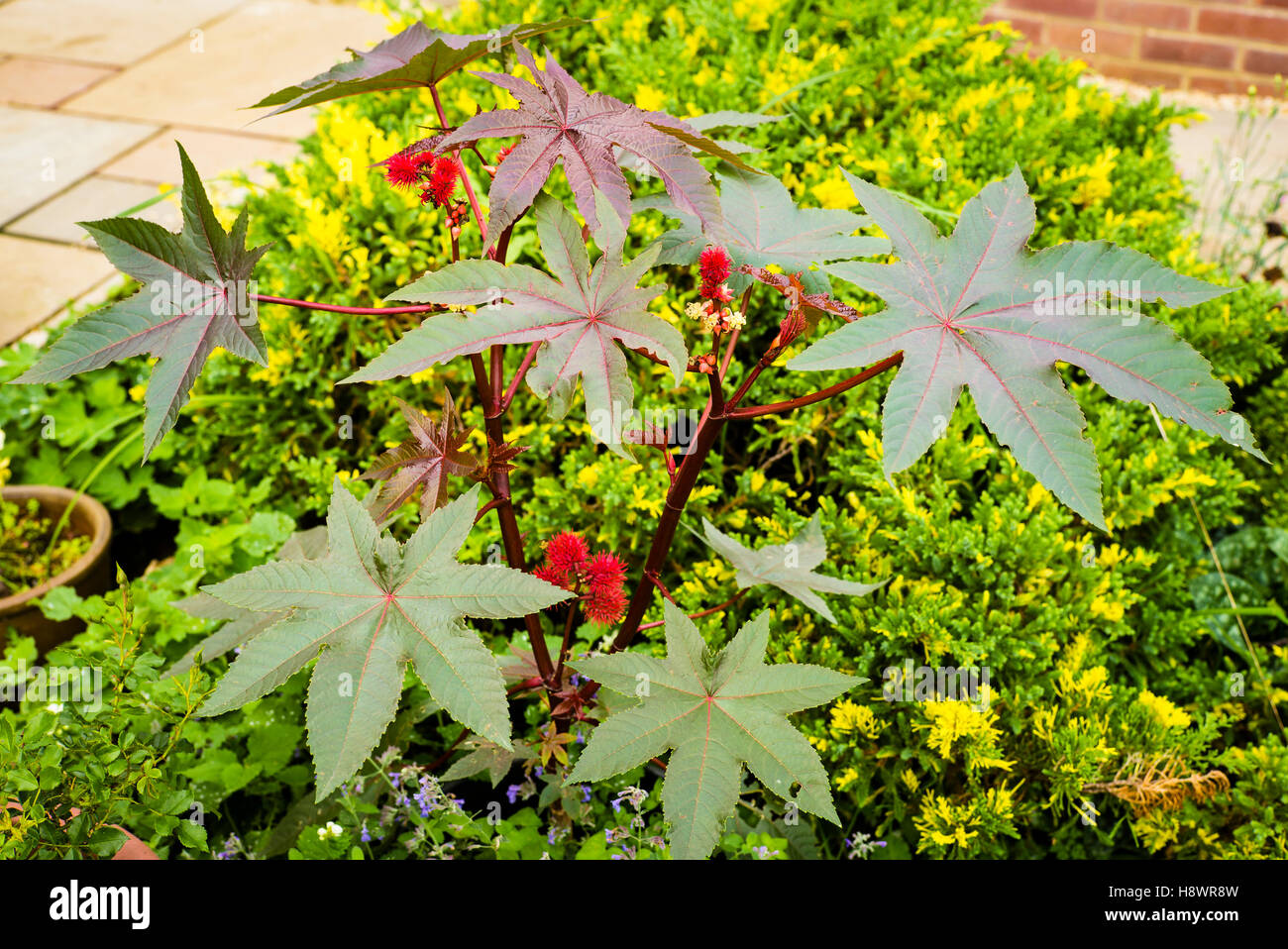 Ricinus Communis Impala wächst in einem gemischten Beet Stockfoto
