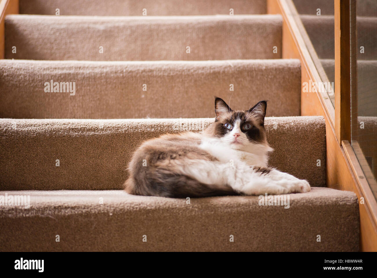 Eine Ragdoll Katze wollte auf der Treppe zu entspannen, während Bewohner aus Stockfoto