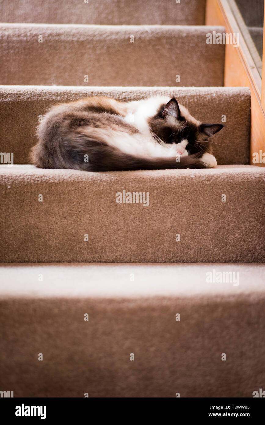 Eine Ragdoll Katze wollte auf der Treppe zu schlafen, während Bewohner aus Stockfoto