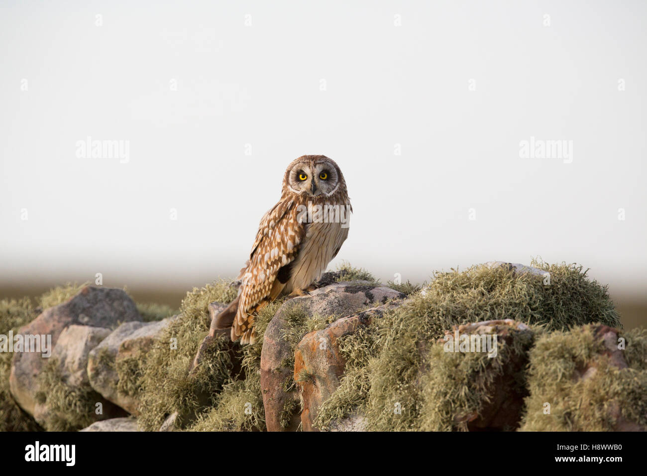 Kurze Eared Eule; ASIO Flammeus auf Wand Orkney Single; Schottland; UK Stockfoto