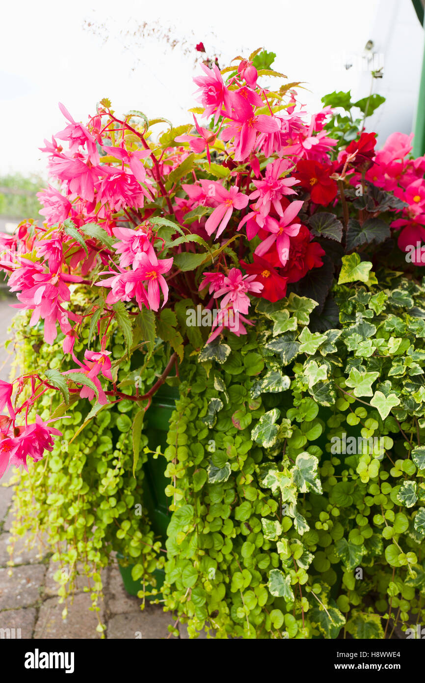 Rosa Begonien und nachgestellte Grün in einem einfachen großen freistehenden Blumenkasten Stockfoto