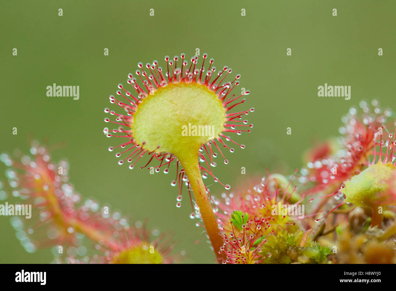 Sonnentau; Runde blättrig; Drosera Rotundifolia Schottland; UK Stockfoto