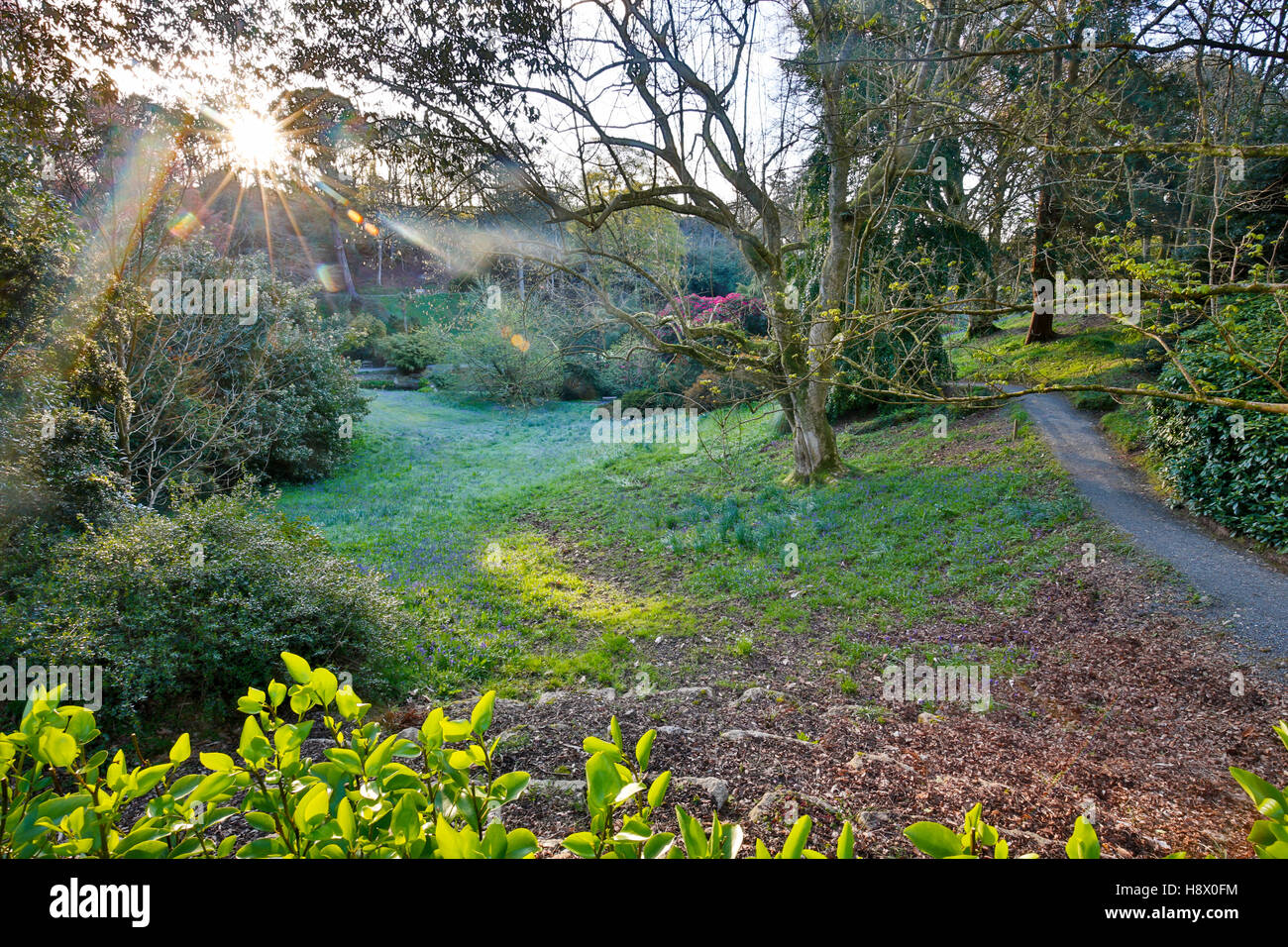 Trebah Garten; Feder; Cornwall, UK Stockfoto