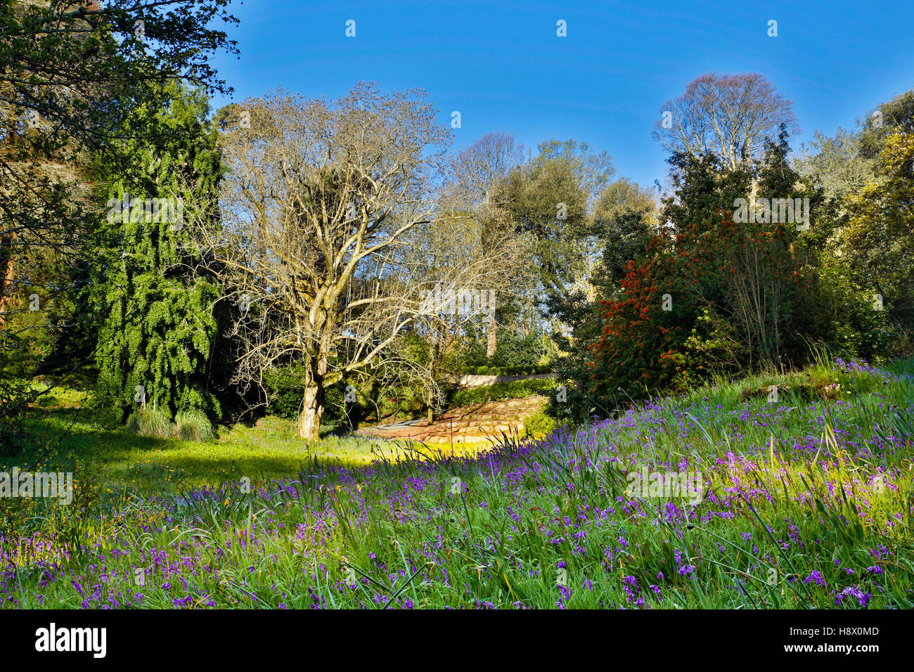 Trebah Garten; Feder; Cornwall, UK Stockfoto