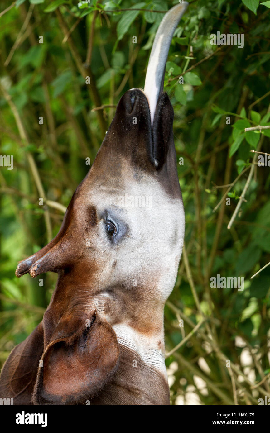 Porträt von Okapi Zunge heraus Stockfotografie - Alamy