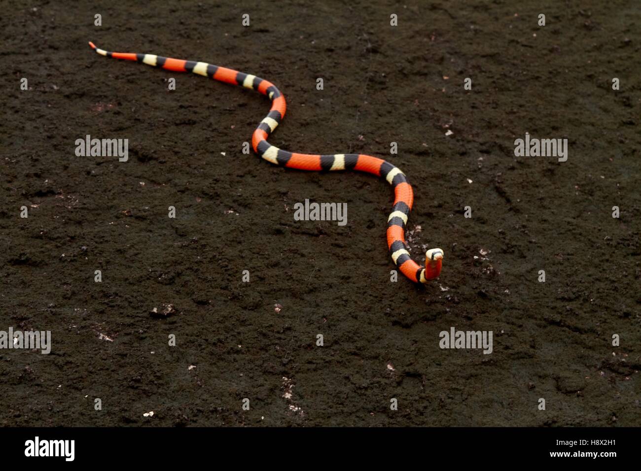 Korallenschlange Nachahmen Stockfotos Und Bilder Kaufen Alamy