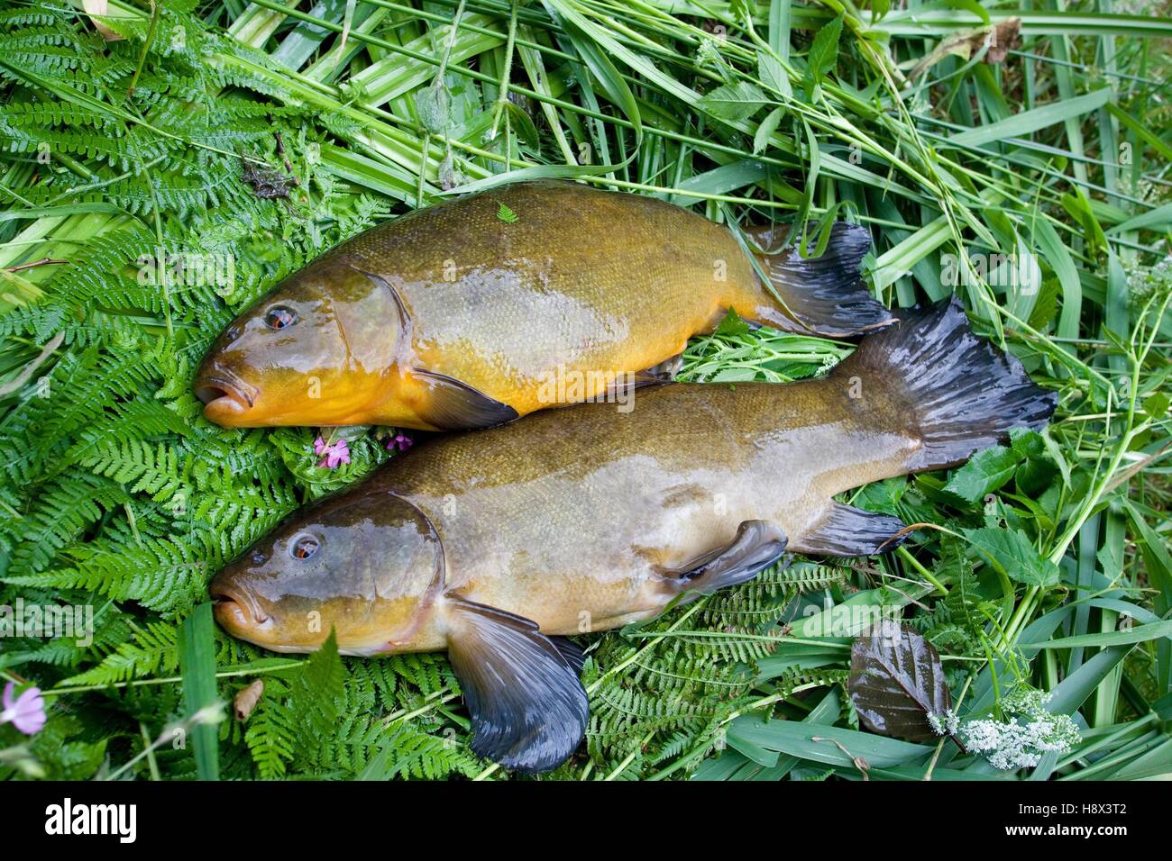 Angeln nach schleien Fotos und Bildmaterial in hoher Auflösung Alamy