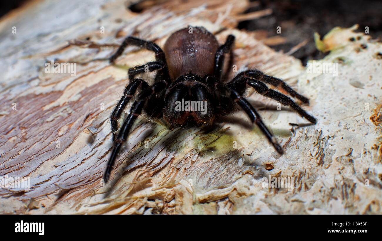Ein Sydney Funnel Web Spider Atrax Robustus. Eines der gefährlichsten Spinnen der Welt. Nur auf der zentralen Küste von New South Wales gefunden Stockfoto