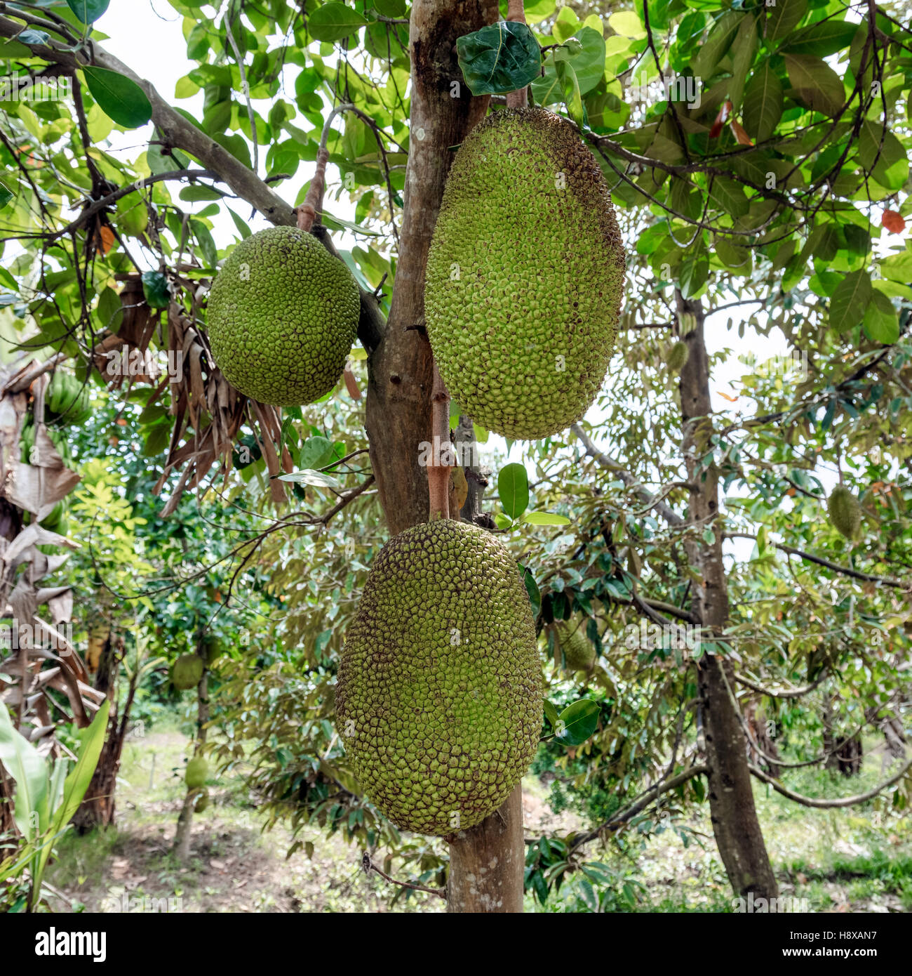 eine Jackfrucht am Baum in Cai Be, Mekong Delta, Vietnam, Asien Stockfoto