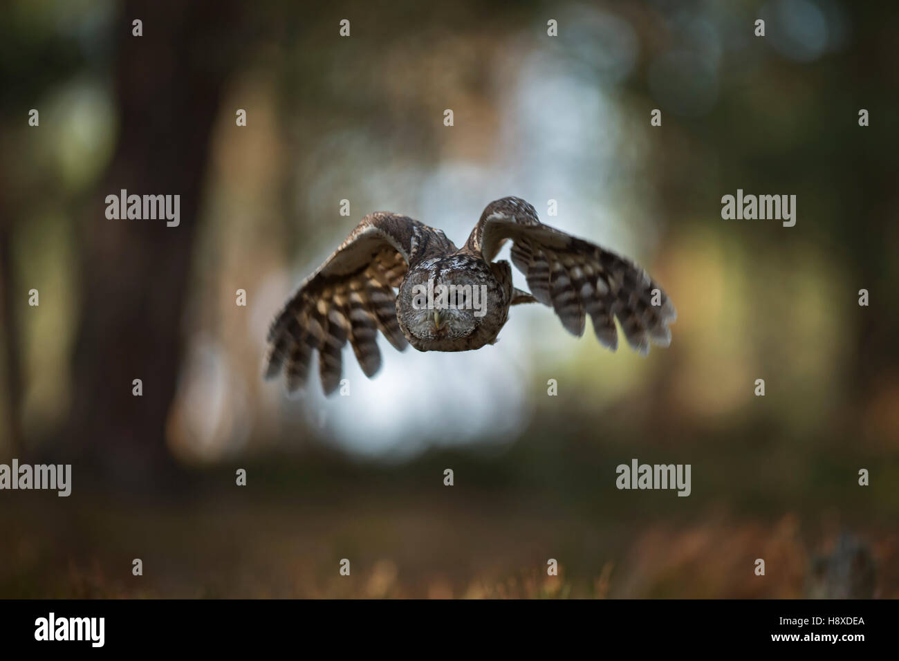 Waldkauz (Strix Aluco) im Flug, fliegen durch den offenen Wald, Jagd, frontale Aufnahme vor schönen Hintergrund Europa. Stockfoto
