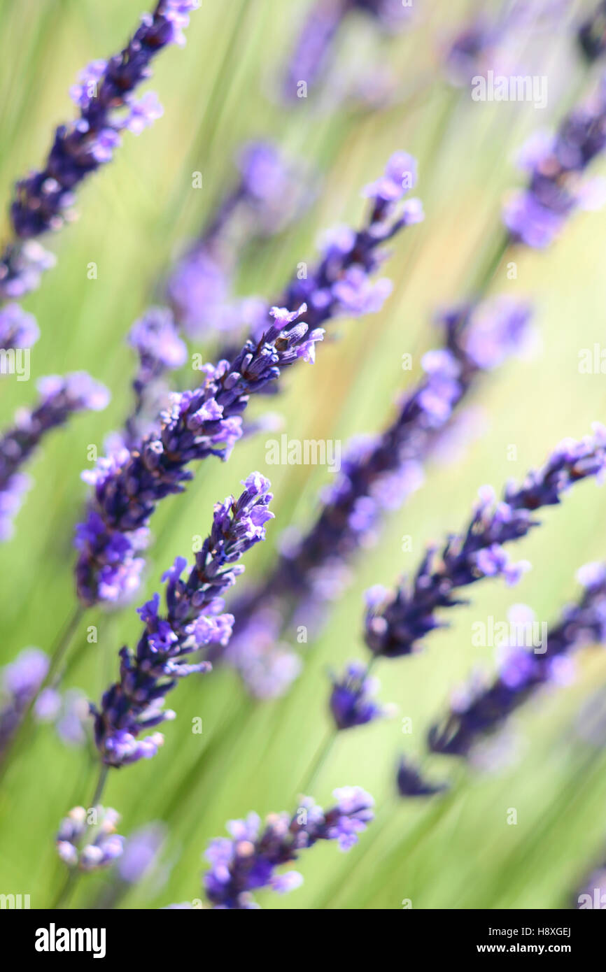 Lavendel Blumen Hintergrund mit Schwalbe Schärfentiefe Stockfoto