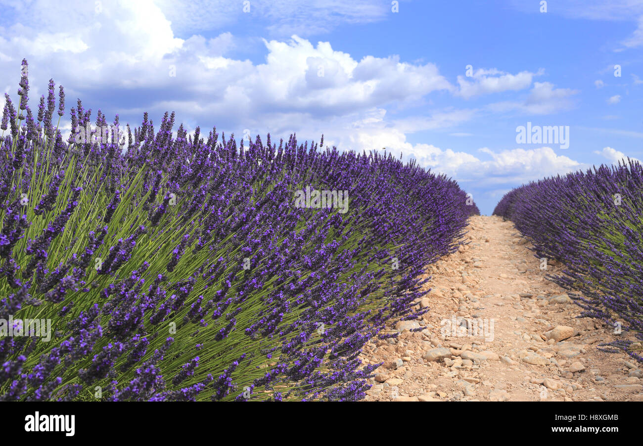 Lavendel-Feld von Boden in der Provence gesehen. Valensole, Provence, Frankreich, Europa. Stockfoto