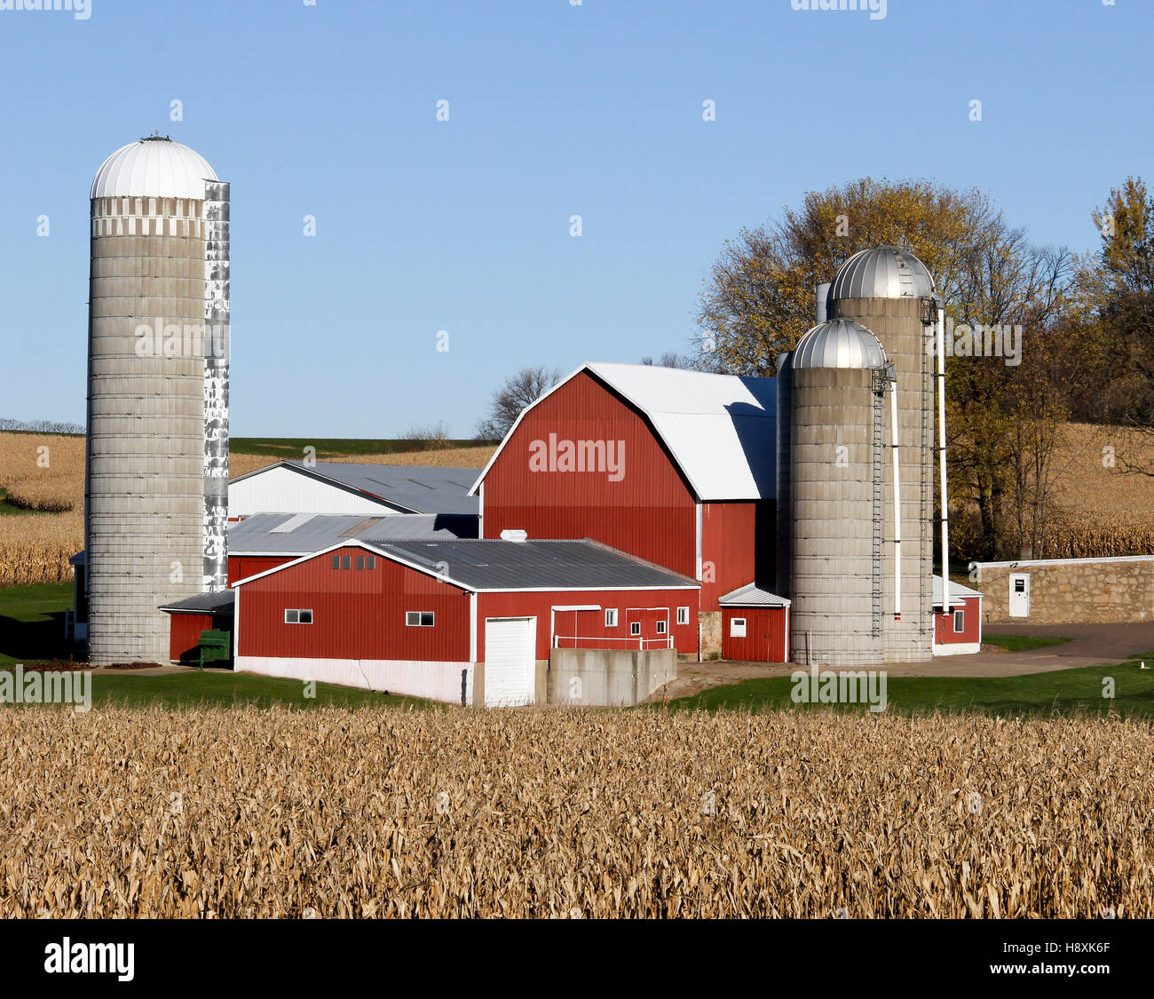 Wisconsin Milchviehbetrieb von Maisfeldern umgeben Stockfoto