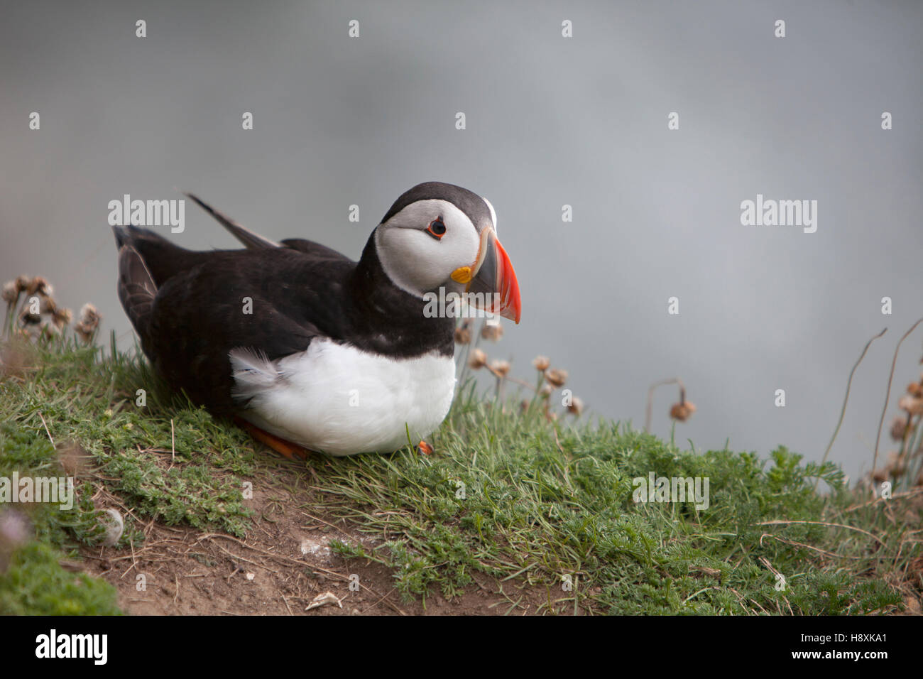 Papageitaucher auf einem Felsvorsprung mit einem tristen Blick darauf sitzen. Stockfoto