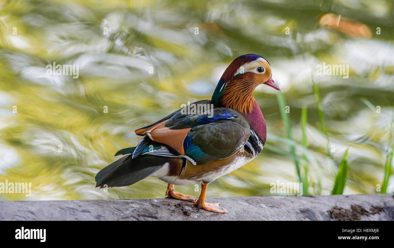 Die schöne männliche Mandarinente (Aix Galericulata) auf dem Rohr mit seinen typischen bunten Gefieder mit Wasser Bokeh Hintergrund Stockfoto