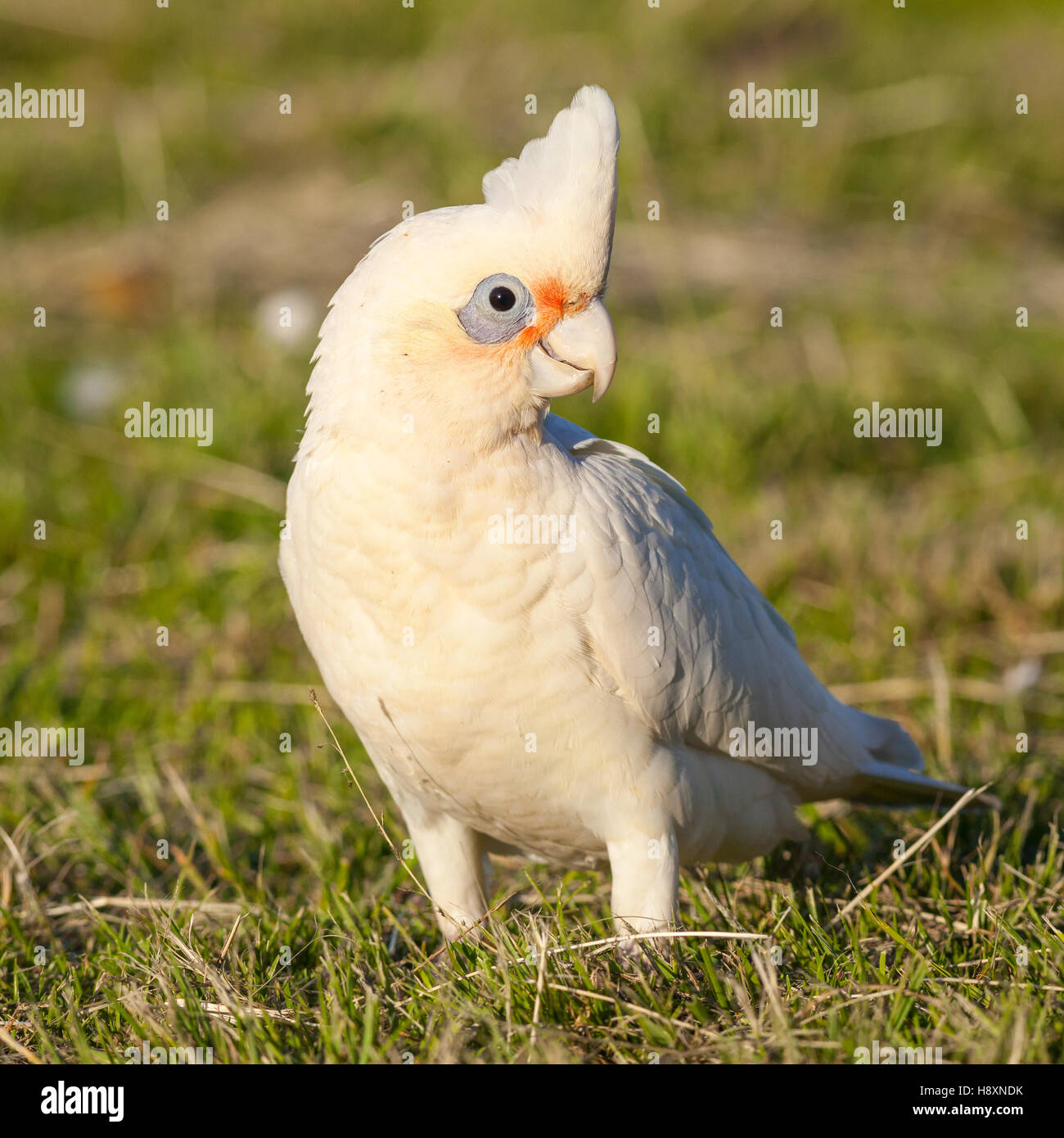 Ein Nacktaugenkakadu (Cacatua sanguineaund) am Lake Monger, Perth, Western Australia. Stockfoto