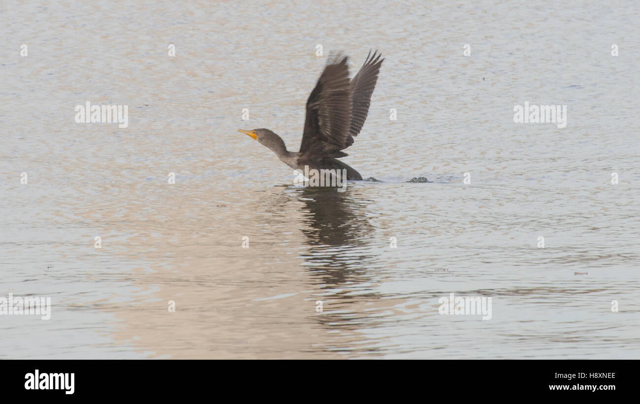 Ein Kormoran beginnt abzunehmen von Tidal Basin in Washington, DC. Stockfoto