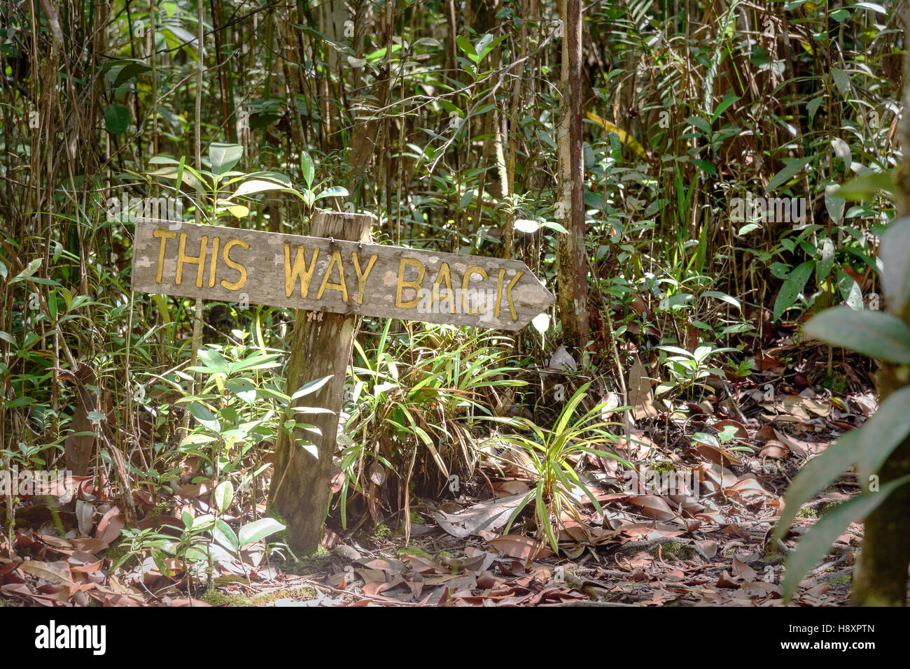 Zeiger im Bako Nationalpark, Sarawak. Borneo. Malaysien Stockfoto