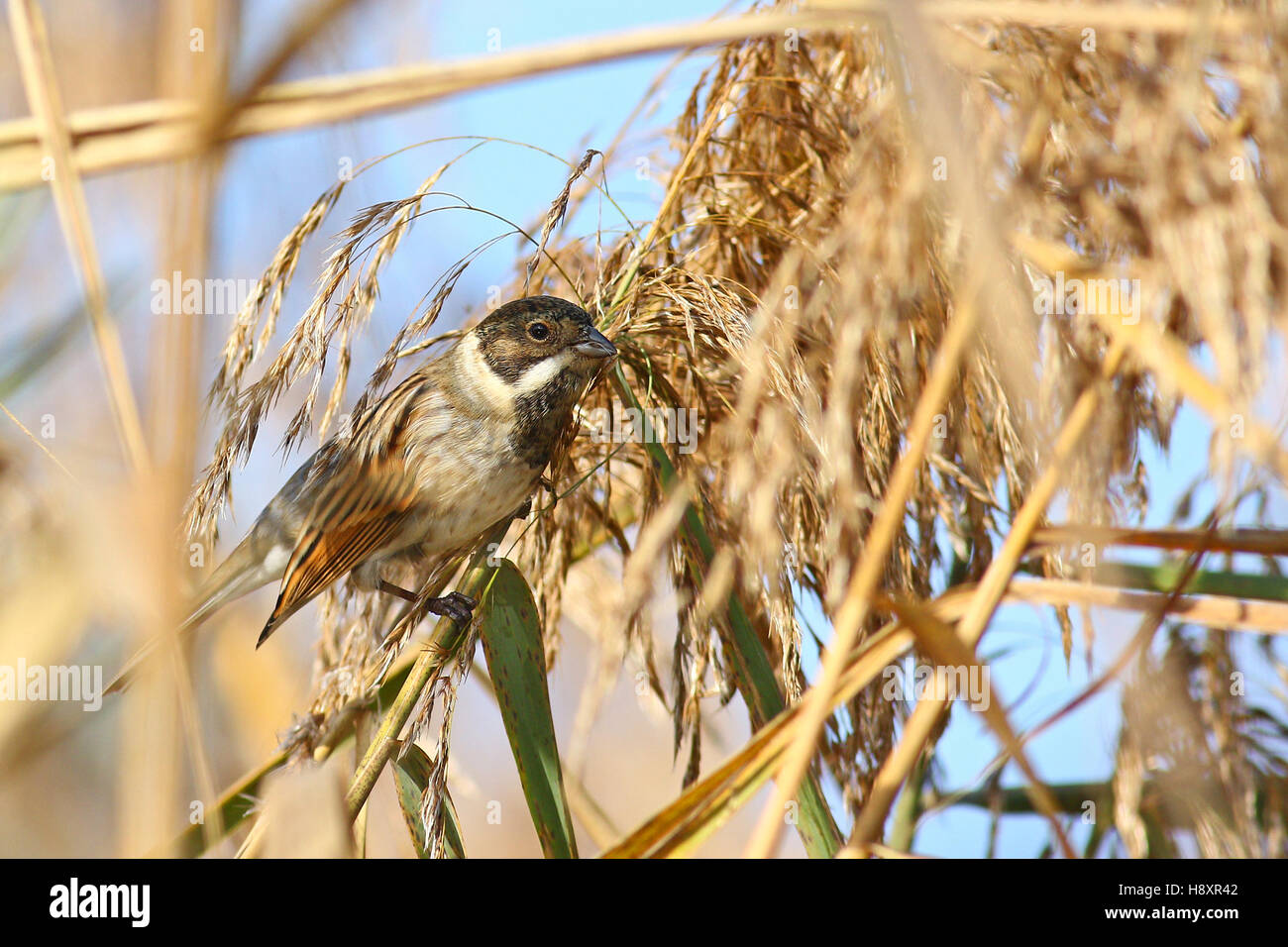 Gemeinsamen Reed Bunting, Emberiza Schoeniclus in seinem Lebensraum auf Schilf in Sumpfgebieten Stockfoto