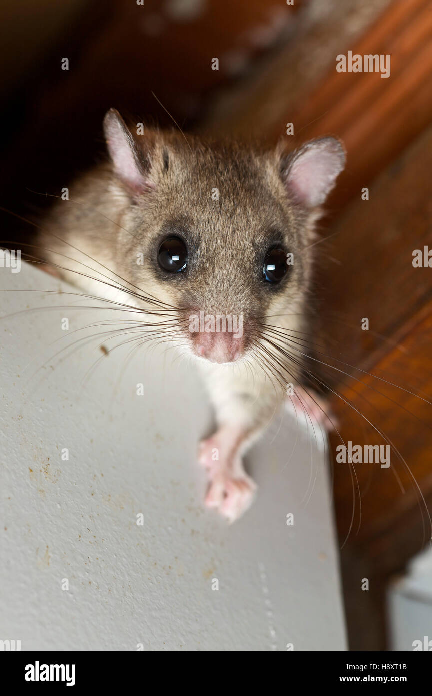 Essbare Oder Fett Siebenschlafer Myoxus Glis In Einem Haus
