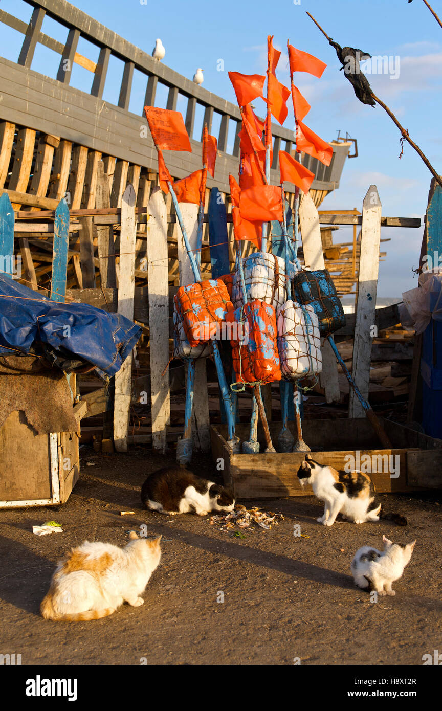 Möwen und Katzen warten auf Fisch Essensresten, Essaouira, Marokko, Afrika Stockfoto