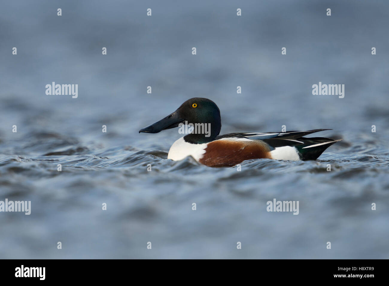 Nordschaufel ( Anas clypeata ), erwachsener Mann in Zuchtkleidung, Schwimmen auf offenem Wasser, in Zuchtkleidung, Seitenansicht, Tierwelt, Europa. Stockfoto
