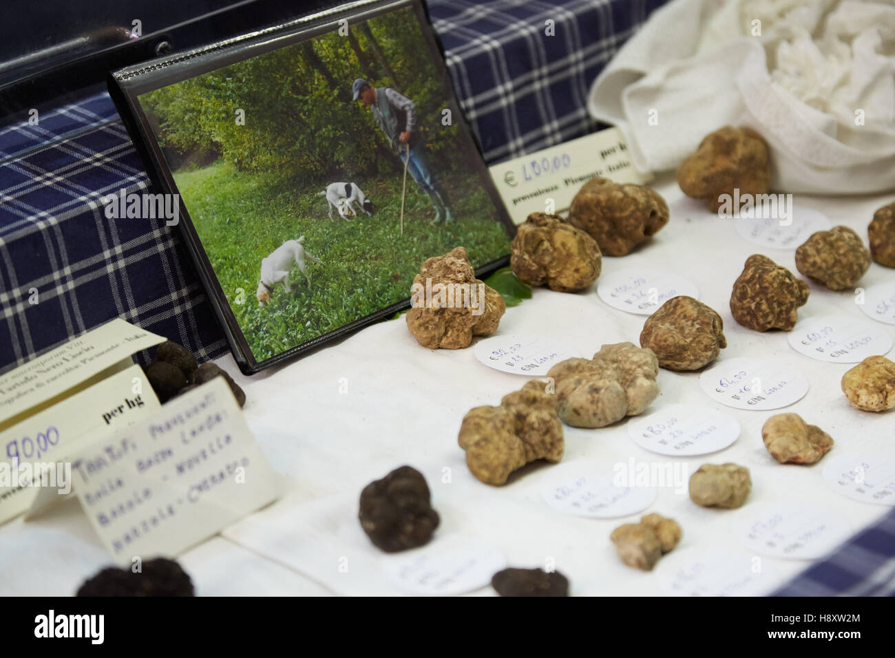 Weiße und schwarze Trüffeln auf Verkauf und Foto mit Mann mit Trüffelhunde während Alba weiße Trüffel-Messe Stockfoto
