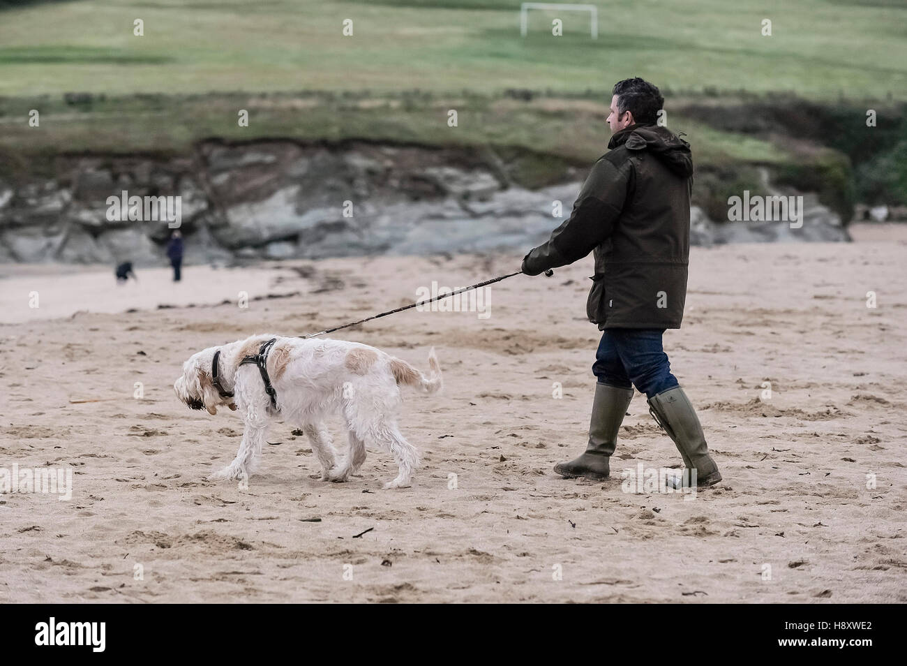 Hund Wanderer auf Porth Beach, Newquay, Cornwall. Stockfoto