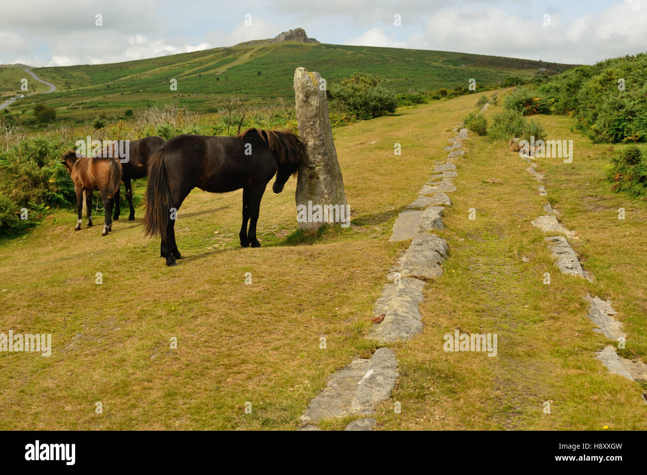 Dartmoor Ponys auf der Route der Haytor Granit-Straßenbahn. Stockfoto