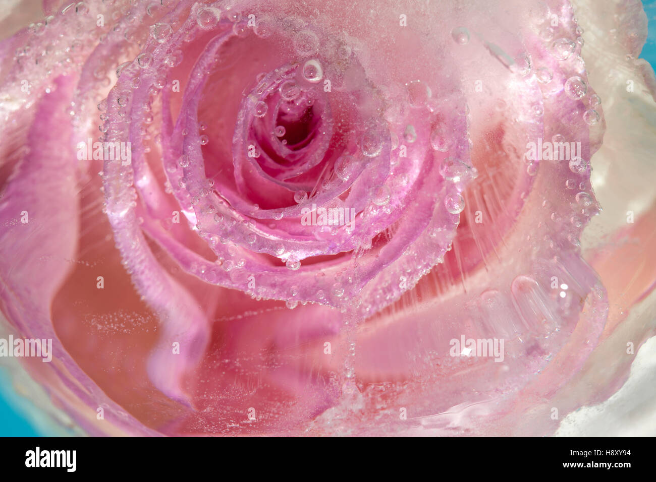 gefrorene Flora Kunst Hintergrund, rosa Rose im Eis Stockfoto