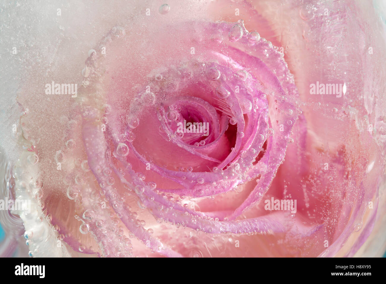 gefrorene Flora Kunst Hintergrund, rosa Rose im Eis Stockfoto