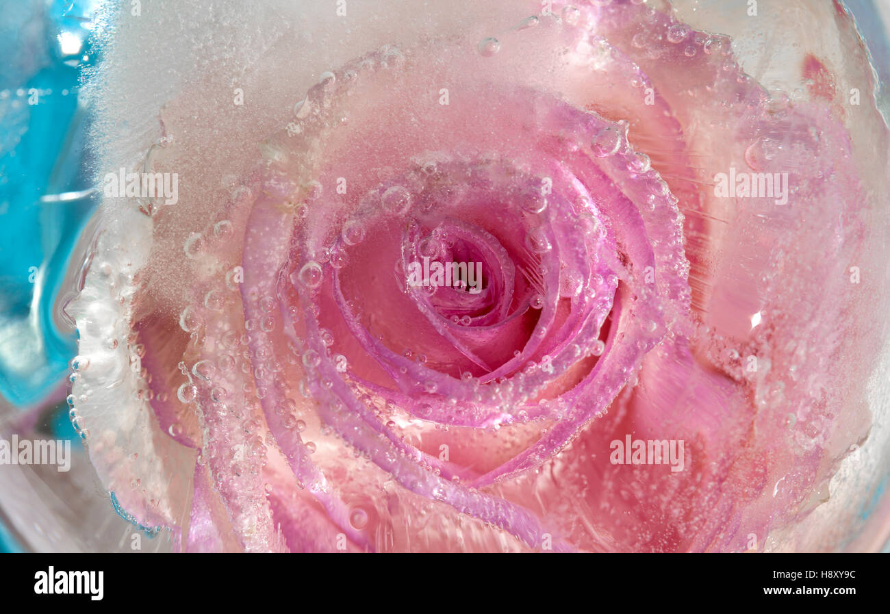 gefrorene Flora Kunst Hintergrund, rosa Rose im Eis Stockfoto