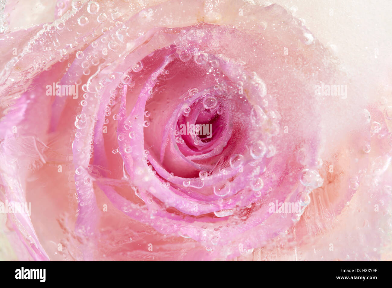 gefrorene Flora Kunst Hintergrund, rosa Rose im Eis Stockfoto