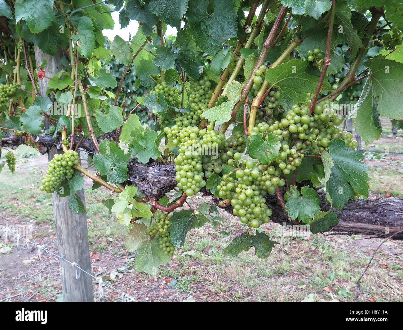 Sauvignon Blanc Weinreben an Jäger Weine Weingut in Marlborough, Südinsel, Neuseeland Stockfoto