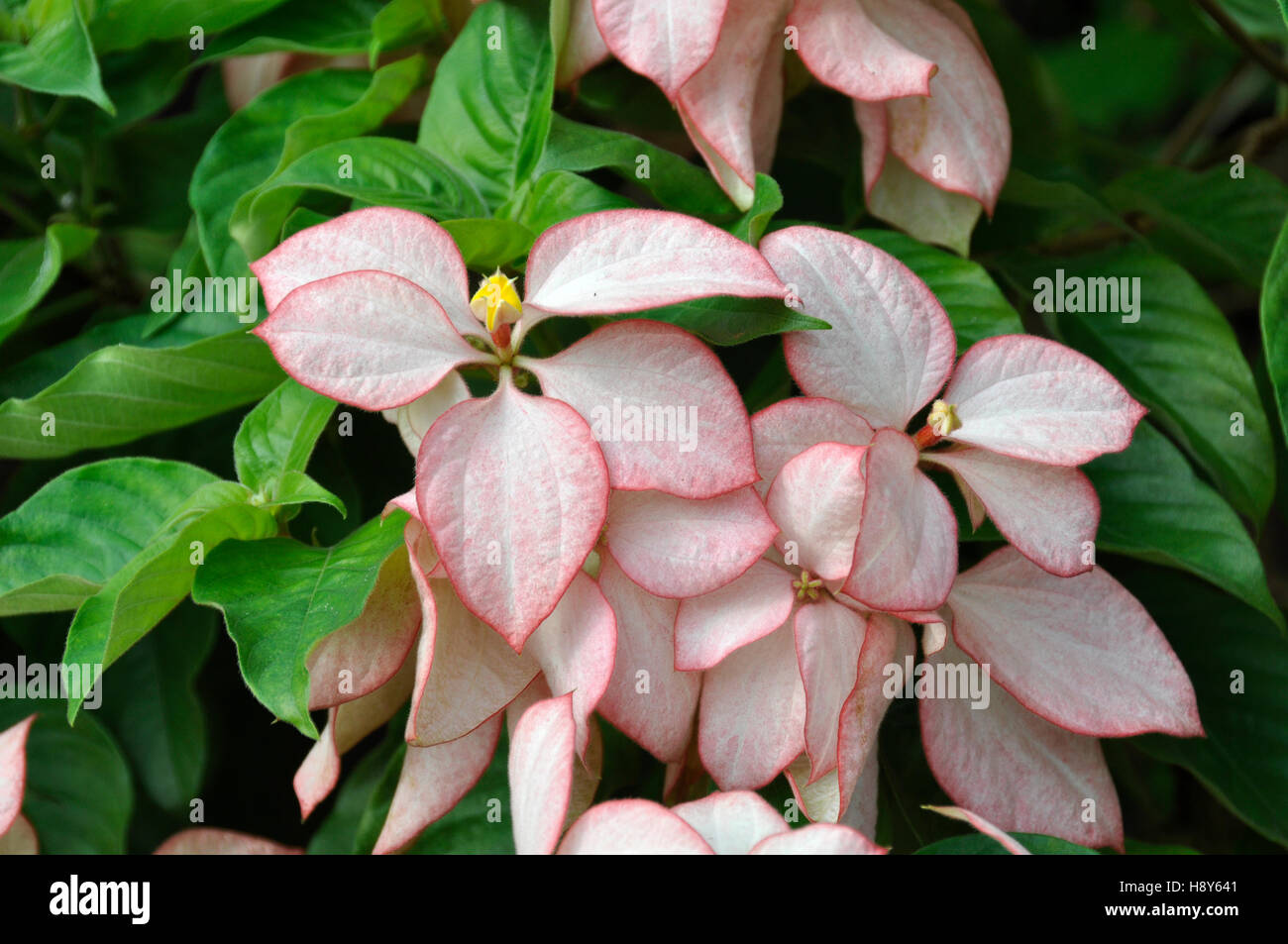 Mussaenda Erythrophylla (Königin Sirikit) Stockfoto