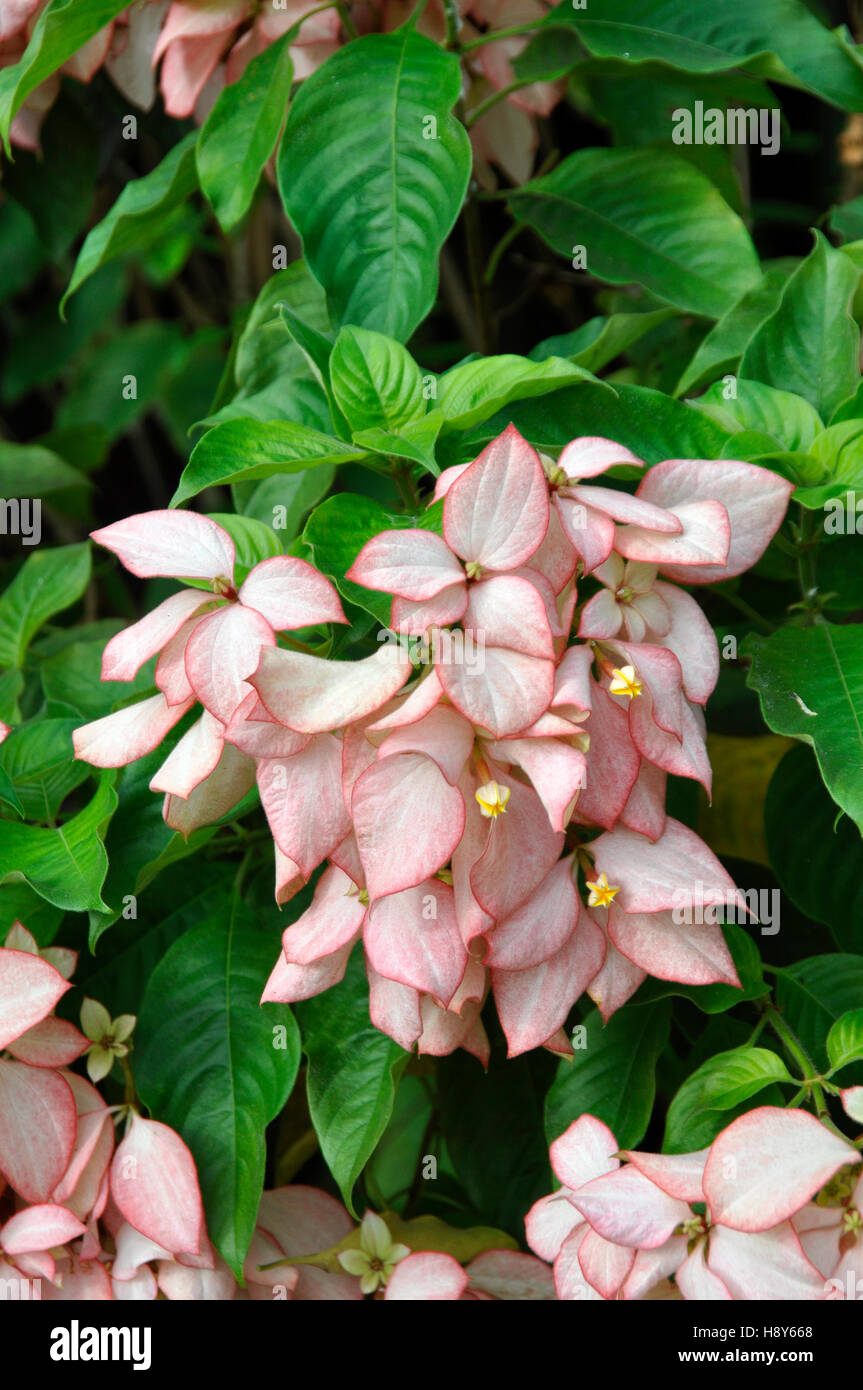 Mussaenda Erythrophylla (Königin Sirikit) Stockfoto
