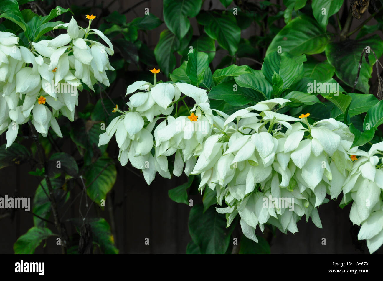 Mussaenda Erythrophylla (Königin Sirikit) Stockfoto