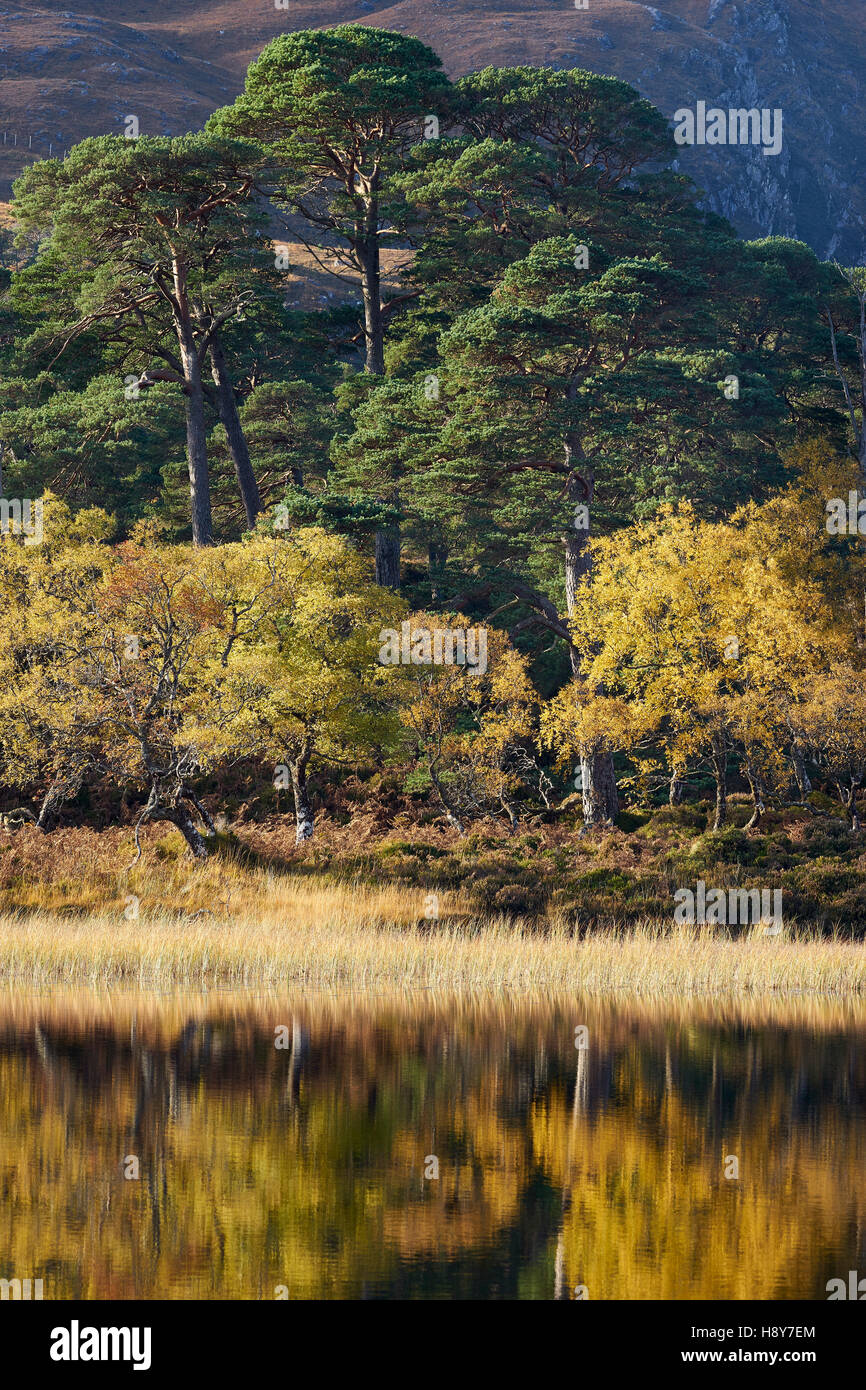 Native Caledonian Pinienwälder spiegelt sich in Loch Clair, Torridon, Wester Ross, Highland, Schottland Stockfoto
