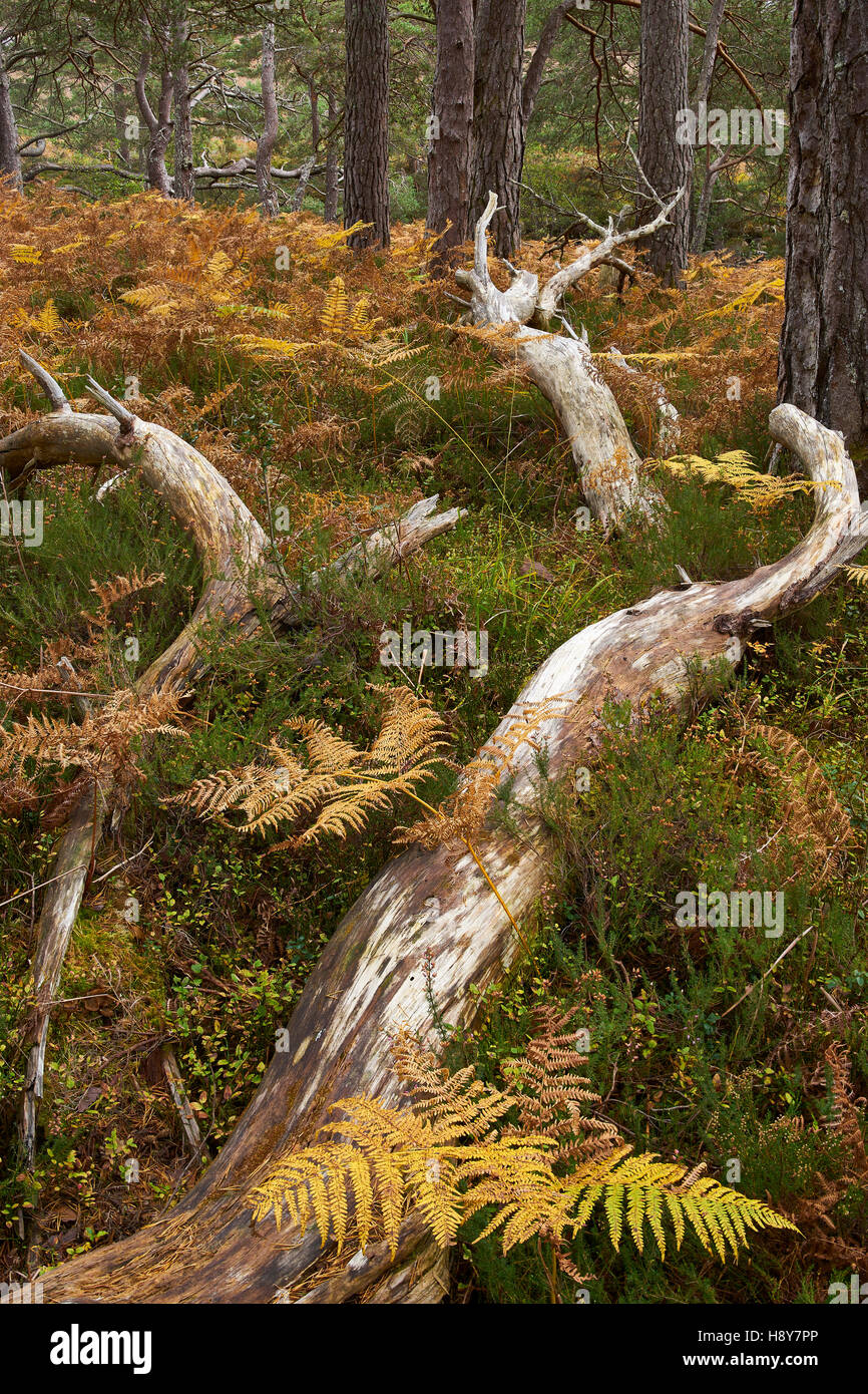 Umgestürzten Baum im Caledonian native Pinienwald, Brücke Grudie, in der Nähe von Kinlochleven, Wester Ross, Highland, Schottland. Stockfoto
