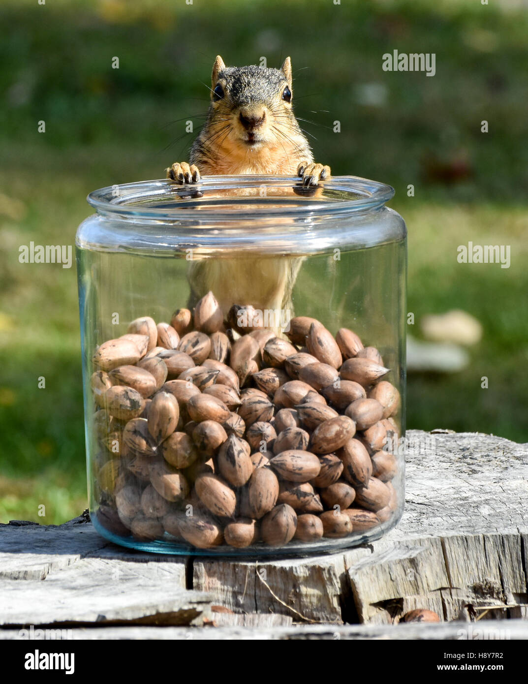Östlichen Fuchs, Eichhörnchen mit Nüssen in Jar Eichhörnchen stehend mit den Vorderpfoten auf Glas Stockfoto