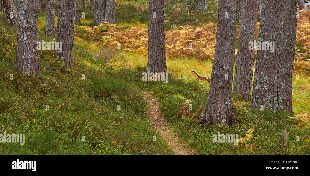 Weg durch native Caledonian Pinienwälder, Brücke Grudie, Kinlochewe, Wester Ross, Highland, Schottland Stockfoto